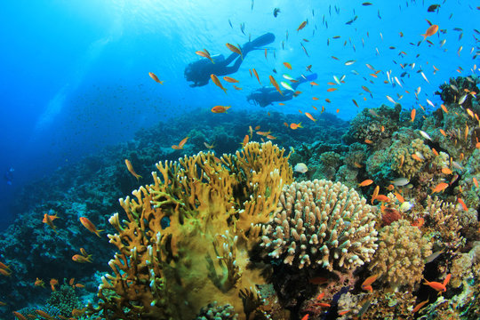 Couple of Scuba Divers swim over coral reef