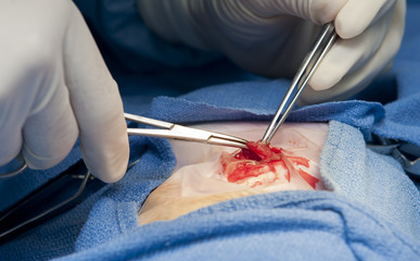 operacion cirugia animal - obrazy, fototapety, plakaty