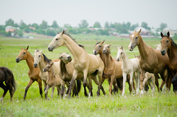 Obraz na płótnie Canvas horses herd