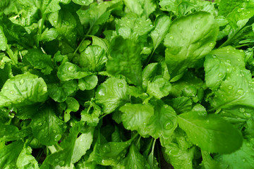 Regentropfen auf Blättern