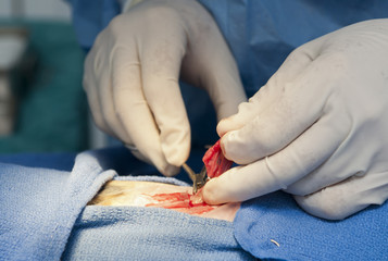 operacion cirugia animal