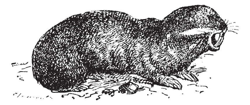 Spalax or mole rat, vintage engraving.