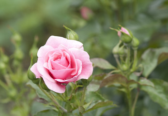 Pink rose in a garden