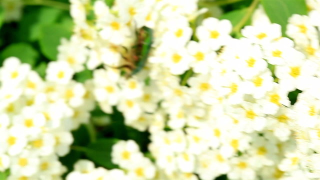 The green bug creeps on white flowers