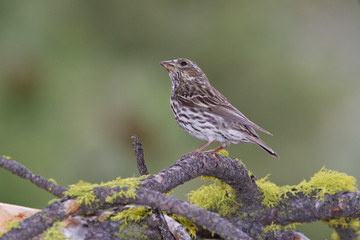 Female Cassin's Finch