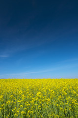 Oilseed rape field