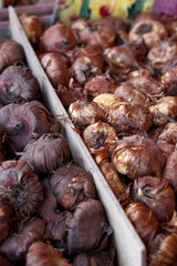 bulbi in un mercatino