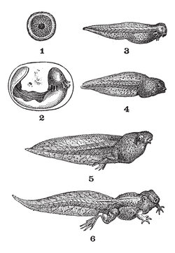 Frog tadpoles, vintage engraving.