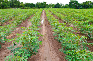 Fototapeta na wymiar Maniok lub pole roślina manioku