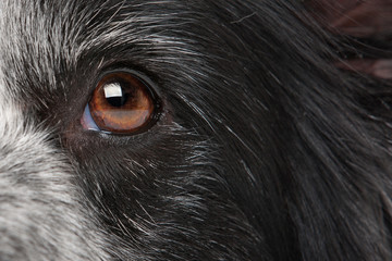 close-up dog eye - Powered by Adobe