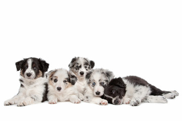 Group of five border collie puppies