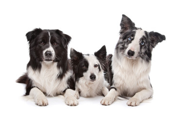 Three border collie