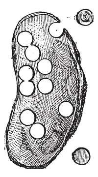 River Mussel or Unio sp., vintage engraving