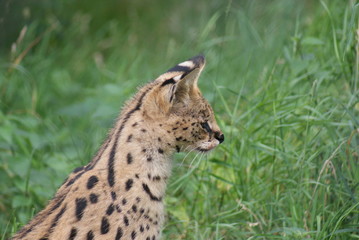 Naklejka na ściany i meble Serval - Leptailurus serval