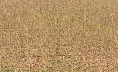 Leafless tree in dry season