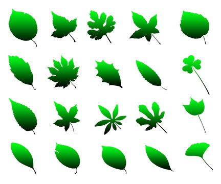 Plaquette de feuilles vertes