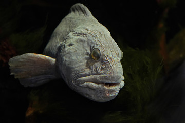 Atlantic wolffish (Anarhichas lupus)