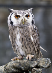 eagle owl, Bubo bubo