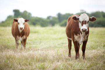 Fototapeta na wymiar Brown Beef Cows in Field