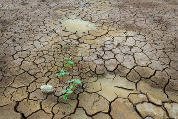 Plant in dried cracked mud