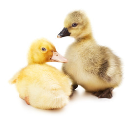 gosling and duckling