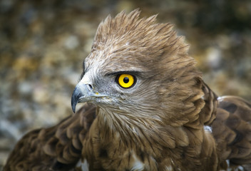 Toed Eagle. Circaetus gallicus