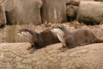 Obraz premium Oriental Small-clawed Otter - Aonyx Cinerea