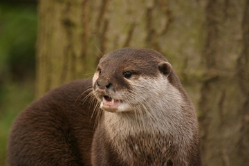 Oriental Small-clawed Otter - Aonyx Cinerea