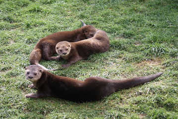 Spot-necked Otter - Hydrictis maculicollis