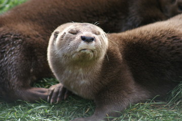 Spot-necked Otter - Hydrictis maculicollis