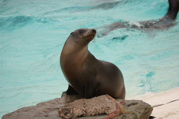 Obraz premium Californian Sea Lion - Zalophus californianus