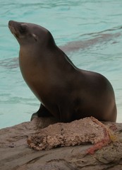 Fototapeta premium Californian Sea Lion - Zalophus californianus