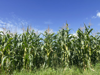 Field of corn growing and blue sky