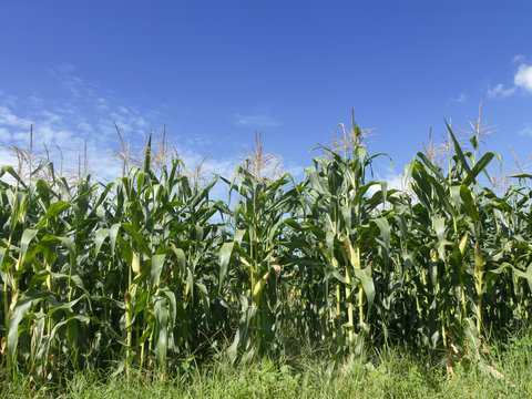 Field of corn growing and blue sky
