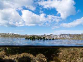 Over-under split shot of clear water in tidal pool