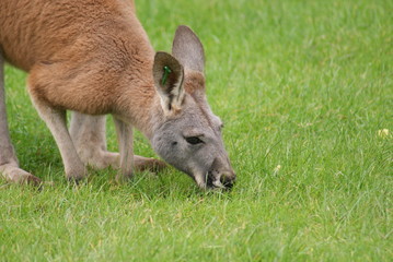 Fototapeta premium Agile Wallaby - Macropus agilis