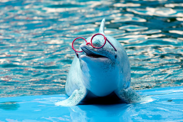 Dolphin show in the park
