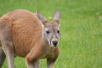 Naklejka na ściany i meble Agile Wallaby - Kangur agilis