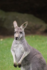 Agile Wallaby - Macropus agilis © Daniel Mortell