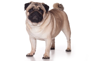 Pug dog on white background