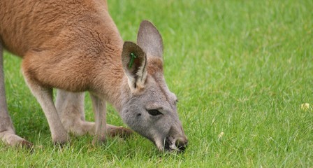 Agile Wallaby - Macropus agilis © Daniel Mortell