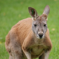 Naklejka na ściany i meble Agile Wallaby - Kangur agilis