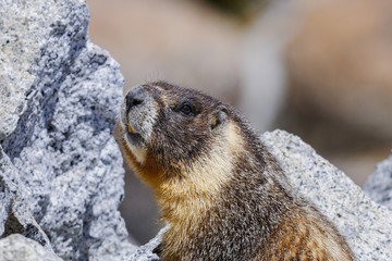 yellow-bellied marmot, yosemite national park, california