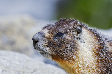 yellow-bellied marmot, yosemite national park, california