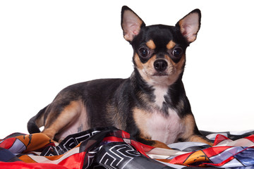 Chihuahua dog on white background