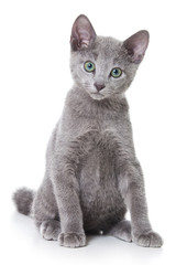 Russian blue kitten on white