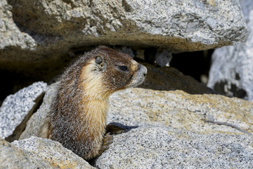 yellow-bellied marmot, yosemite national park, california