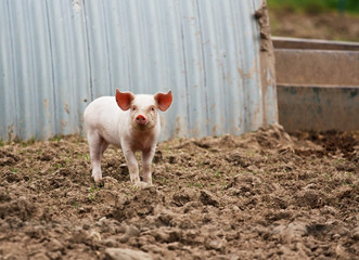 Domestic Pig farming