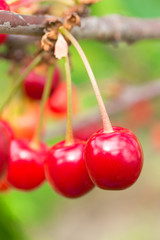 Fresh cherries