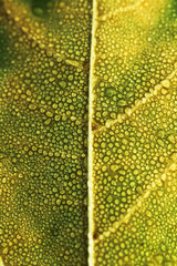 green leaf with drops of water